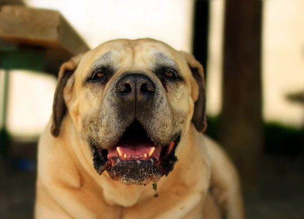 Mycket gammal hund Boerboel — Stockfoto