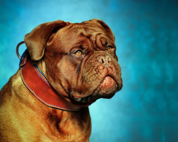 Dogue De Bordeaux — Stok fotoğraf