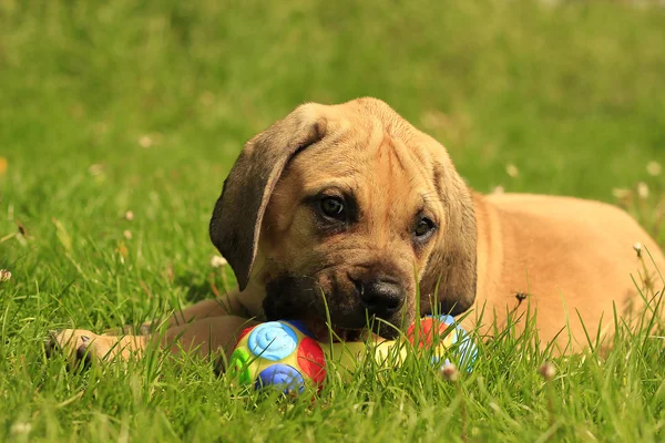 Boerboel puppies play — Stock Photo, Image