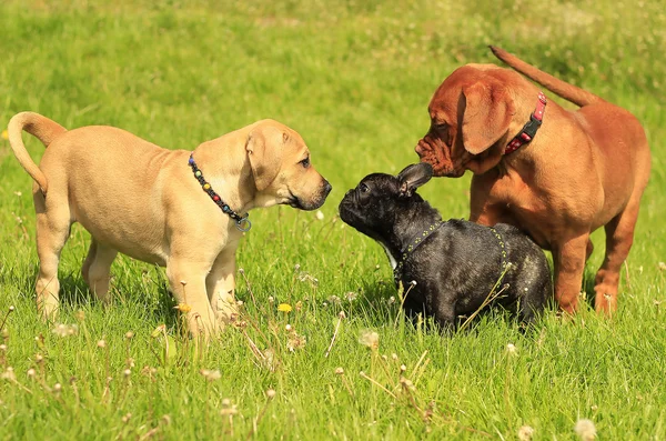 Boerboel 강아지-강아지 Dogue 드 보르도-프랑스 불독 강아지 — 스톡 사진