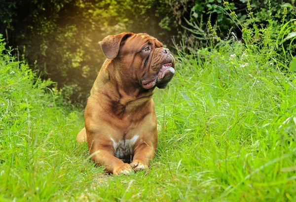 Hermoso Dogue de Bordeaux - Retrato femenino —  Fotos de Stock