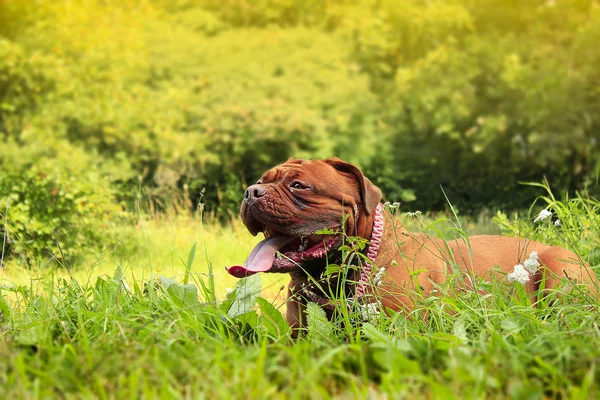 Hermoso Dogue de Bordeaux - Retrato femenino —  Fotos de Stock