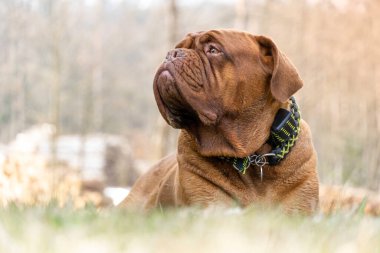 Fransız Mastiff. Bordeaux köpeği. Büyük köpek çimlerin üzerinde yatıyor.