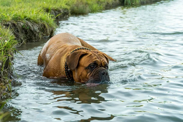 Cão Grande Mastim Francês Brincando Nadando Água — Fotografia de Stock