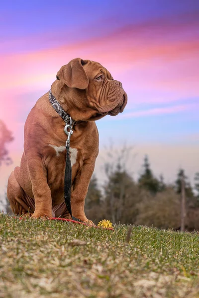 Franse Mastiff Puppy Vijf Maanden Portret Een Hemelse Achtergrond — Stockfoto