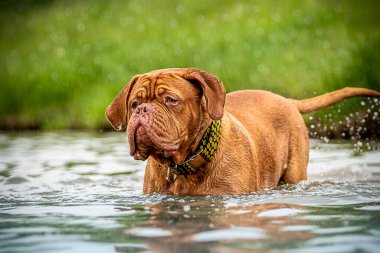 Suyun kenarında mutlu büyük köpekler. Suda oynuyorum. Fransız Mastiff. Bordeaux Büyük Danua. En iyi arkadaş