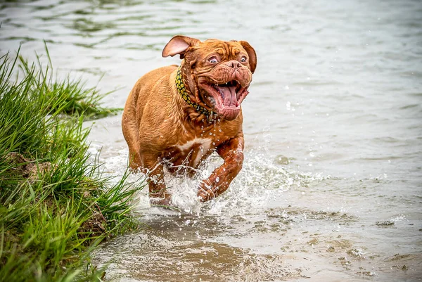 Feliz Cão Grande Junto Água Brincar Água Mastim Francês Grande — Fotografia de Stock