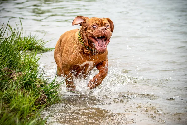 Feliz Perro Grande Junto Agua Jugando Agua Mastiff Francés Burdeos —  Fotos de Stock