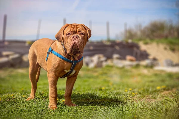 Büyük Köpek Yavrusu Fransız Mastiff Dışarıda Çimlerin Üzerinde Portre — Stok fotoğraf