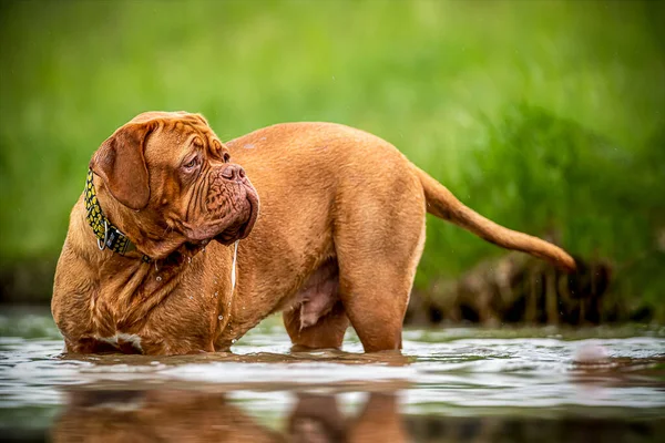 Happy big dog by the water. Playing in the water. French Mastiff. Bordeaux Great Dane. Best friend