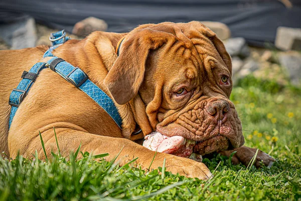 Großer Hundewelpe Französische Dogge Porträt Draußen Auf Dem Rasen — Stockfoto