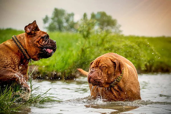 Feliz Perro Grande Junto Agua Jugando Agua Mastiff Francés Burdeos —  Fotos de Stock