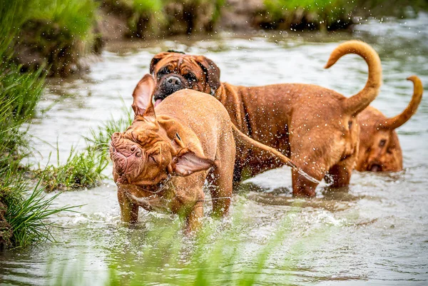 Feliz Perro Grande Junto Agua Jugando Agua Mastiff Francés Burdeos —  Fotos de Stock