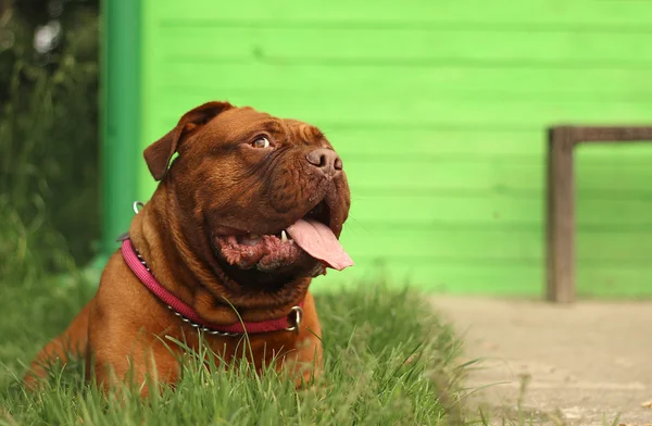 Dogue de Bordeaux, mastín francés — Foto de Stock