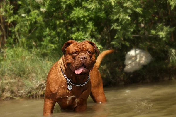 The Dogue de Bordeaux — 스톡 사진