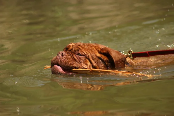 The Dogue de Bordeaux — 스톡 사진