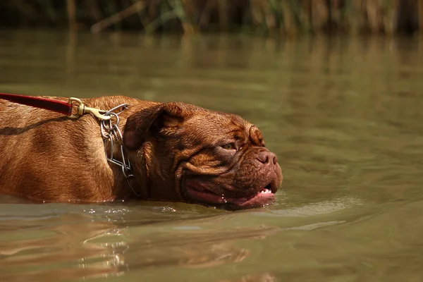 The Dogue de Bordeaux — 스톡 사진