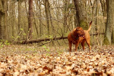 Dogue de Bordeaux, Fransız mastiff