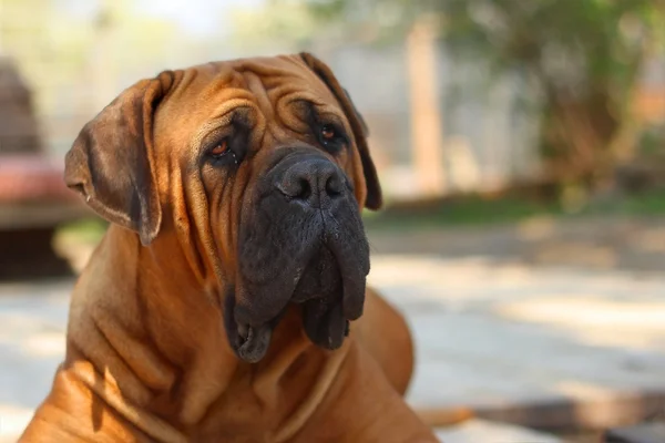 Boerboel, Південно-Африканська бульдог — стокове фото