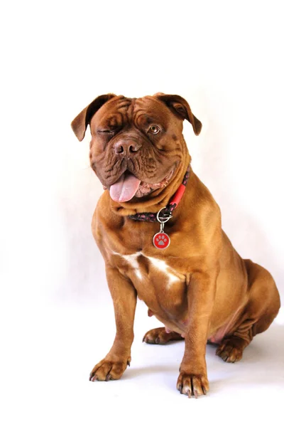 Dogue de bordeaux - γαλλική μαντρόσκυλο — Φωτογραφία Αρχείου