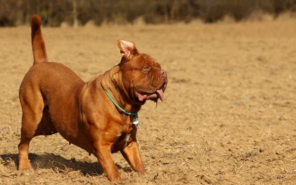 Dogue 드 보르도, 프랑스 마스 티 프 — 스톡 사진