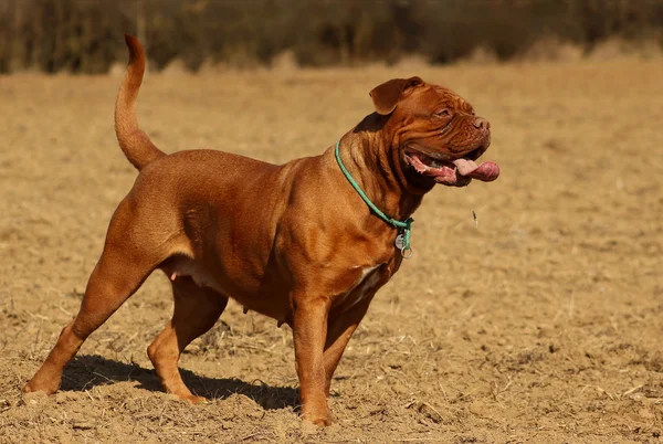 Dogue de Bordeaux, franska mastiff — Stockfoto