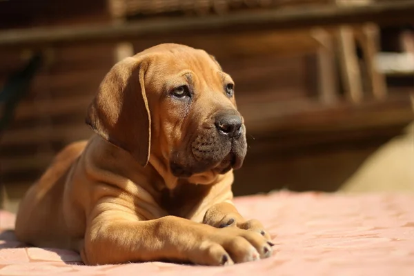 Boerboel, jihoafrický buldok — Stock fotografie