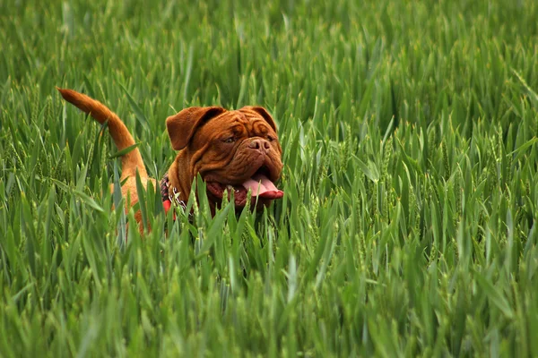 Dogue de Bordeaux, francouzský doga — Stock fotografie