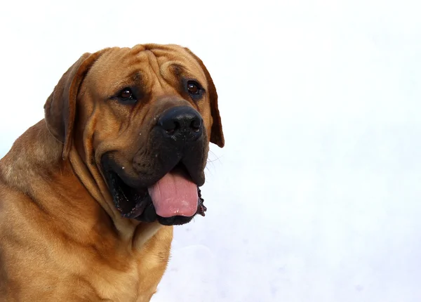 Boerboel, την Νοτιοαφρικανικά μπουλντόγκ — Φωτογραφία Αρχείου