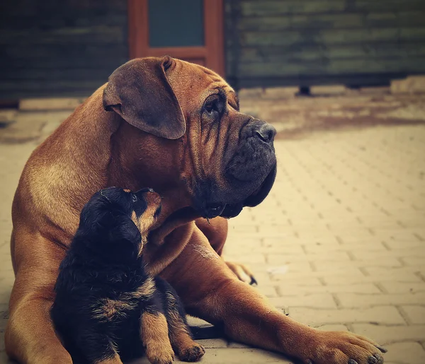 Big dog and little puppy — Stockfoto