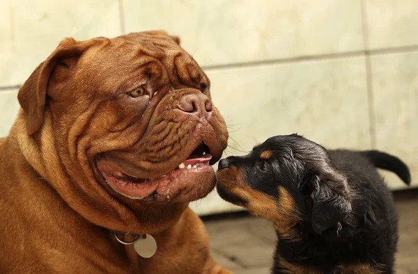 Dogue de Bordeaux and Rottweiler puppies play — ストック写真