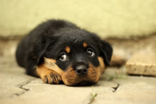 Beautiful Rottweiler puppy, age six weeks — Stok fotoğraf