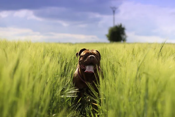 Dogue de bordeaux - francouzský doga — Stock fotografie