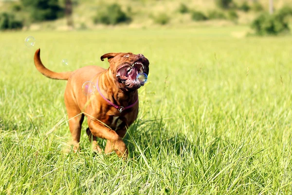 Dogue 드 보르도, 프랑스 마스 티 프 — 스톡 사진