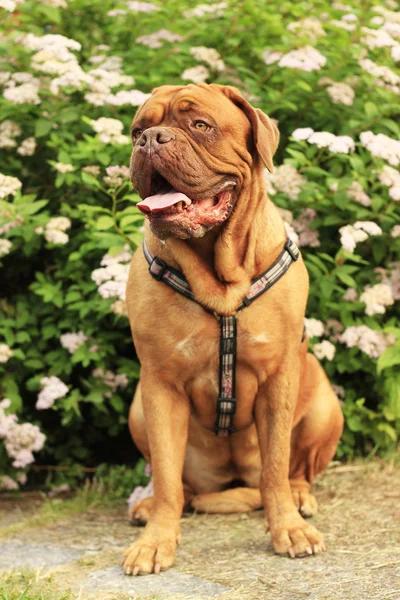 Bordeauxdog, Franse mastiff — Stockfoto