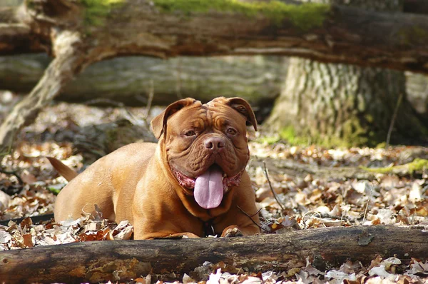 Dogue de bordeaux - francouzský doga — Stock fotografie