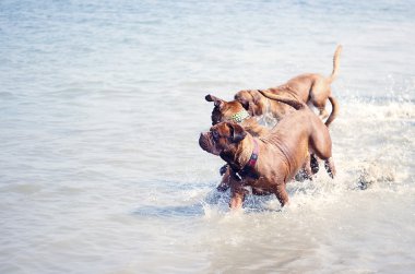 dogue de bordeaux - Fransız mastiff