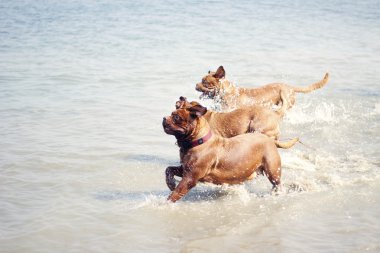 dogue de bordeaux - Fransız mastiff