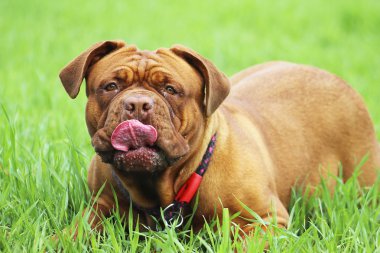 dogue de bordeaux - Fransız mastiff