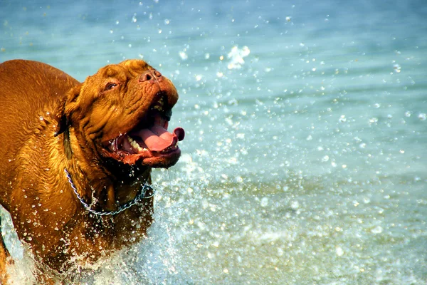 Dogue de Bordeaux - Mastim Francês — Fotografia de Stock