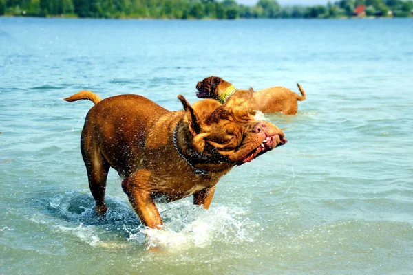 Dogue de Bordeaux - Французский мастиф — стоковое фото