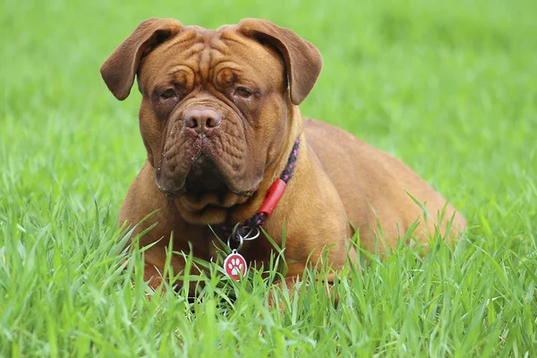 Dogue de bordeaux - γαλλική μαντρόσκυλο — Φωτογραφία Αρχείου