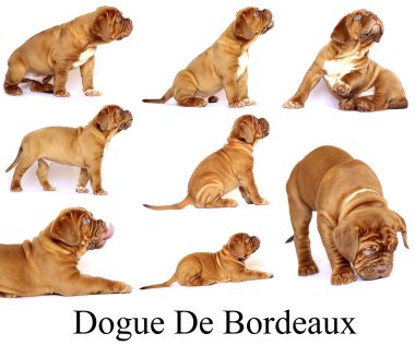 Yavru Dogue de Bordeaux