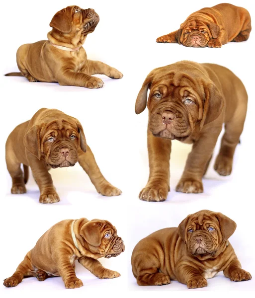 Filhotes de cachorro Dogue de Bordeaux — Fotografia de Stock
