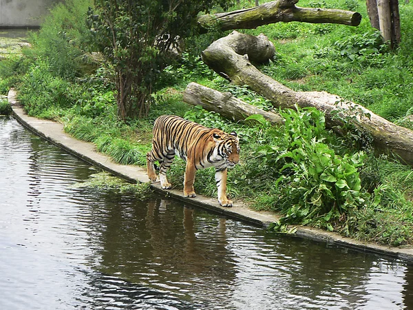 Тигр на воде — стоковое фото