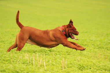 Dogue De Bordeaux