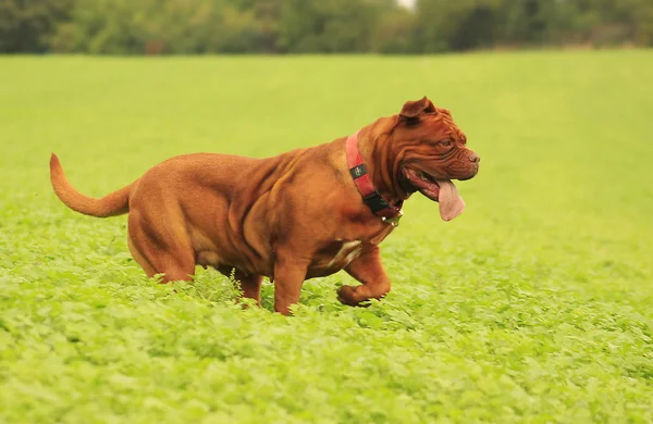 Bordeauxdogge — Stockfoto