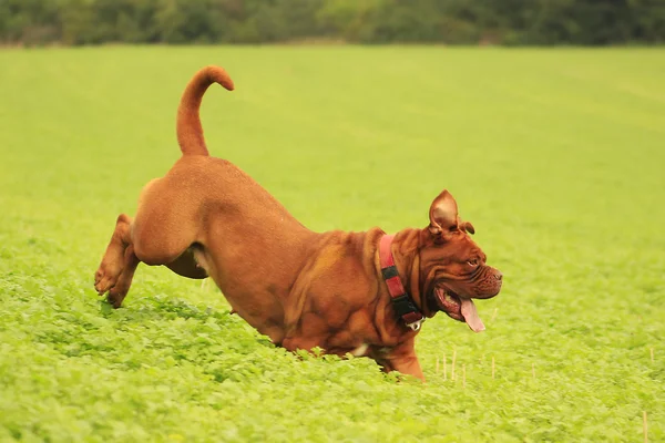 Dogue de Bordeaux — Stock Photo, Image