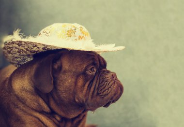 Dogue De Bordeaux