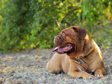 Dogue De Bordeaux